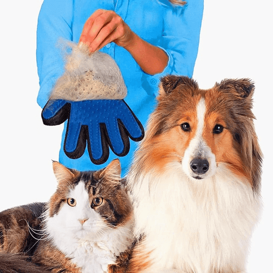 Practical and Unique Gift Ideas for Dog Lovers at SPLASHBUY